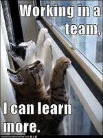 Image result for Teamwork Cat Meme