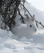 Image result for Winter Rabbit