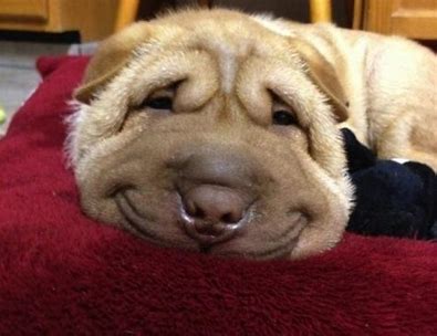 Image result for smiling dog