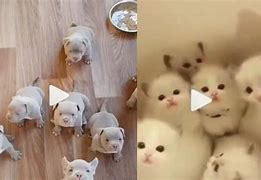 Image result for Funny Cute Puppies Try Not to Laugh