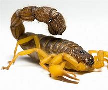 Image result for Orange Scorpion