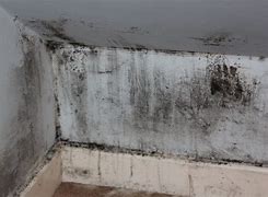 Image result for White Is Toxic Mold