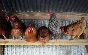 Image result for Backyard Chicken Care