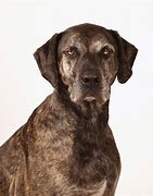 Image result for Rare Dog Breeds