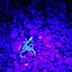 Image result for Really Glowing Scorpions