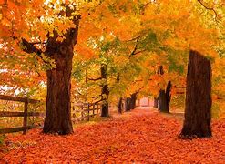 Image result for Fall Theme Wallpaper