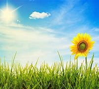Image result for Sunny Day