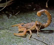 Image result for Are All Scorpions Poisonous