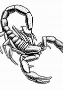 Image result for Line Art Scorpion