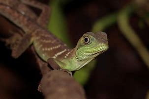 Image result for Baby Chinese Water Dragon