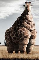 Image result for Big Fat Giraffe