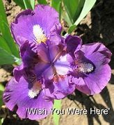 Image result for Wish You Were Here Button