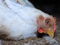 Image result for Avian Influenza in Poultry
