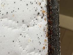 Image result for Bed Bug Mattress