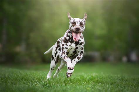 Fastest Dog Breeds You Won't Be Able to Keep Up With