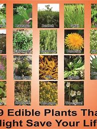 Image result for Edible Plant Chart
