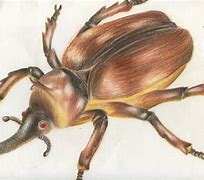 Image result for Bug Drawing