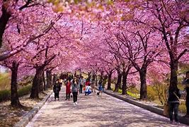 Image result for Korea Cherry Blossom