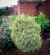 Image result for Variegated Boxwood - 2 Container