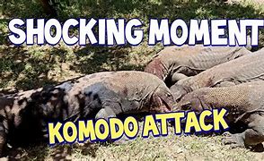 Image result for Komodo Dragon Attacks People