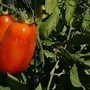 Image result for Stakes for Tomato Plants