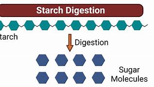 Image result for Digestion of Starch