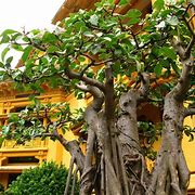 Image result for Ginseng Tree