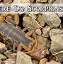 Image result for Scottsdale Scorpion Issue