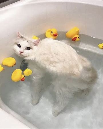 猫　風呂 に対する画像結果