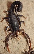 Image result for Scorpion Eating