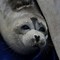 Image result for Caspian Seal Angry