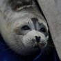 Image result for Caspian Seal Dangers