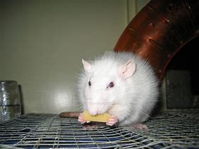 Image result for Rat Eating Cheese