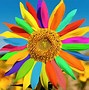 Image result for Rainbow Sunflower Heart Cloud