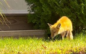 Image result for The Great North Fox