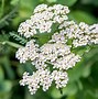 Image result for Perennial Flowers for Zone 9