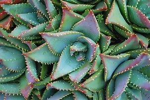 Image result for Metal Aloe Plants