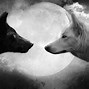 Image result for Wolf Photos Free