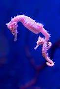Image result for The Floating Seahorse