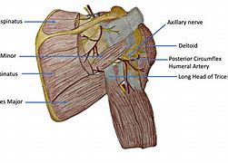 Image result for Deltoid Injection Site