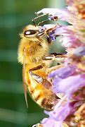 Image result for Female Honey Bee