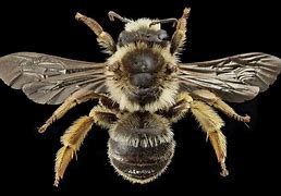 Image result for Black Queen Bee