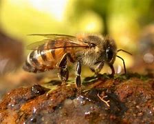 Image result for African Honey Bee