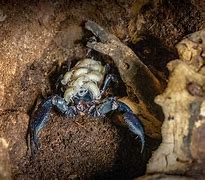 Image result for Real Giant Scorpion