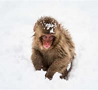 Image result for Cold Monkey