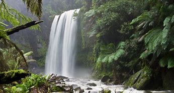 Image result for Rainforest Camping