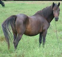 Image result for Brown Horse Profile