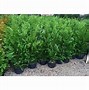 Image result for Leyland Cypress Hedge Trees