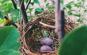 Image result for Nests Pun