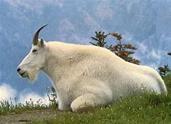 Image result for Goat Farm Philippines
